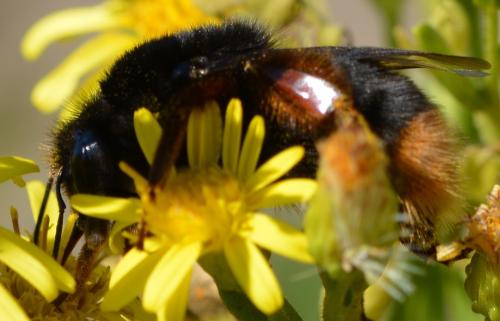Bombus terrestris xanthopus